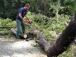 Best Arborist Consultation Services  in Hennessey, OK