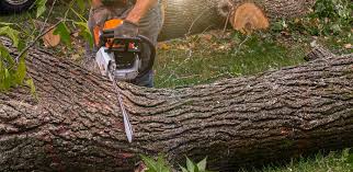 Best Tree Risk Assessment  in Hennessey, OK