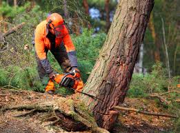 Best Organic Lawn Care Solutions  in Hennessey, OK
