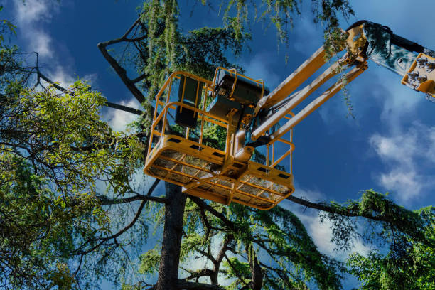 Best Root Management and Removal  in Hennessey, OK