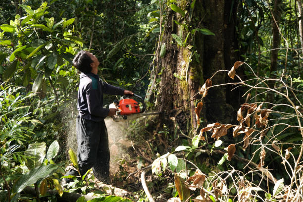 Best Tree Preservation Services  in Hennessey, OK